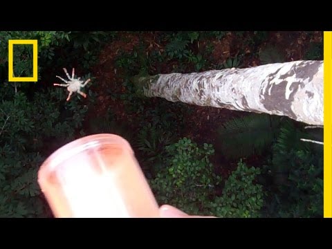 Youtube: Flying Spiders: See Them in Action | National Geographic