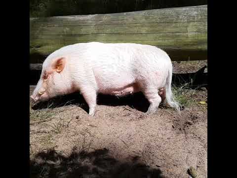 Youtube: Moritz schubbert sich am Baum