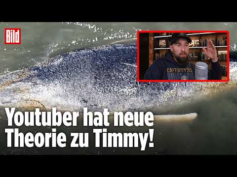 Youtube: Neue Theorie von Robert Marc Lehmann: Wal Timmy musste schon einmal gerettet werden!