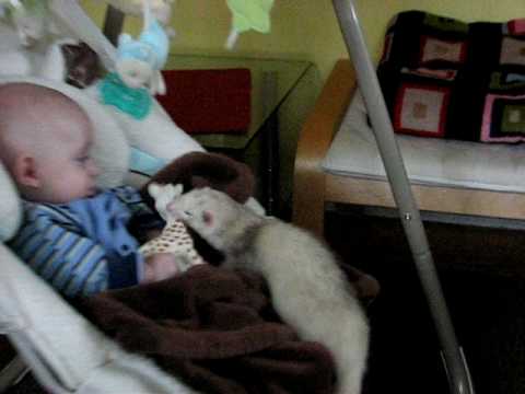 Youtube: Ferret stealing baby's toy;)