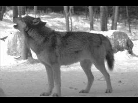 Youtube: Wolf sounds