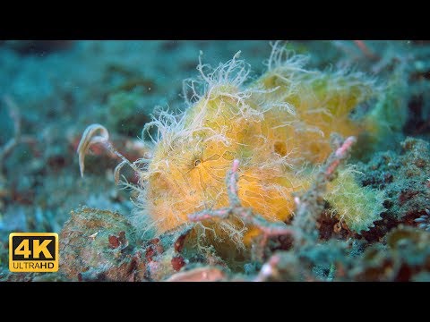 Youtube: Lembeh Strait: Paradies der Mini Monster (4K DOKU 2017)