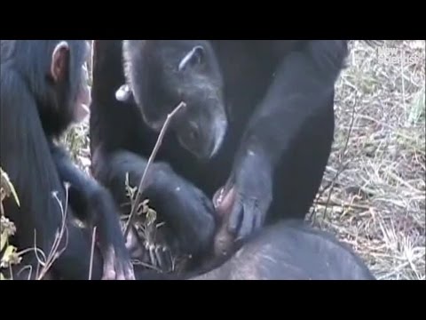 Youtube: Chimp filmed cleaning her dead son's teeth