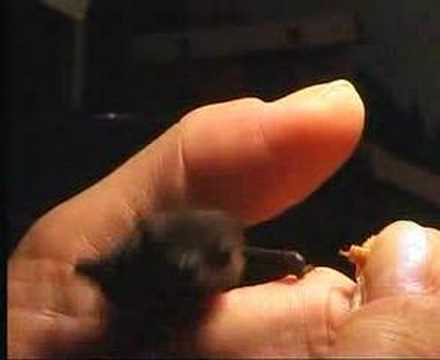Youtube: Fledermaus-Fütterung, Bat - Feeding - never seen before.....