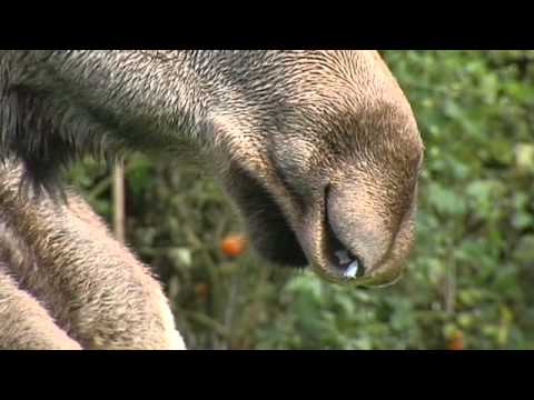 Youtube: Drunken Elk  Moose caught in apple tree