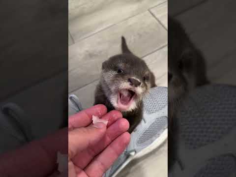 Youtube: Lola my baby otter tries fish for the first time🥹🐟