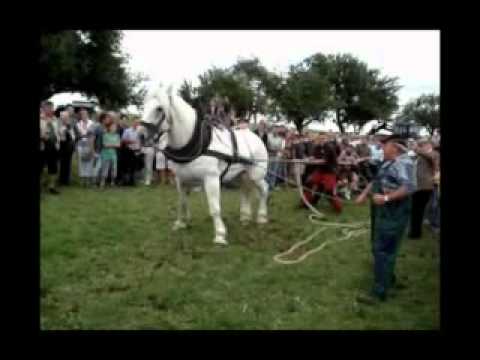 Youtube: Tauziehen Mensch gegen Pferd