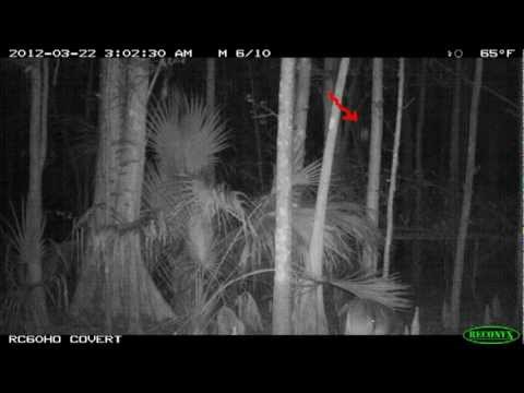 Youtube: Bigfoot hunting deer with original images