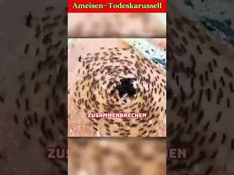 Youtube: Unglaubliches Ameisensterben In Der Natur