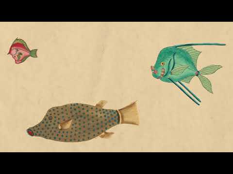 Youtube: Cosmo Sheldrake - Come Along