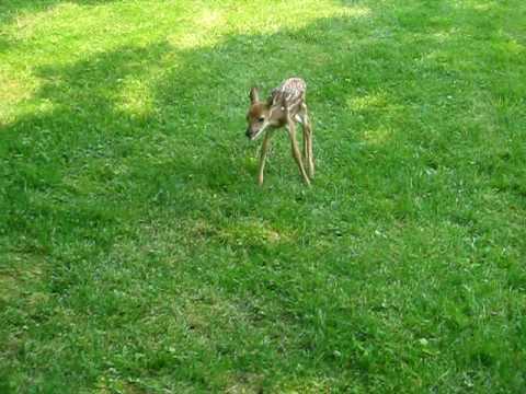 Youtube: Baby deer bleating