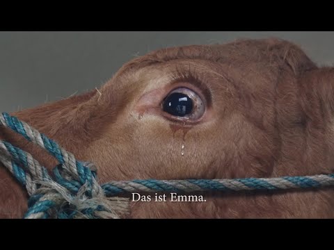 Youtube: Crying Cow saved