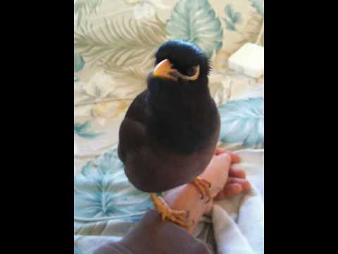 Youtube: Morning Talk with my Mynah "Kaleo"