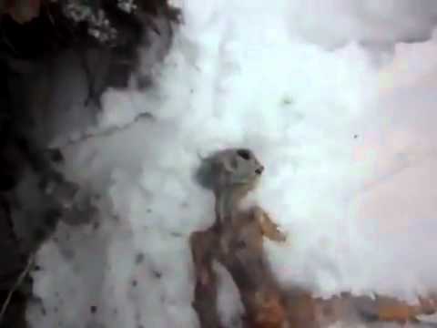 Youtube: UFO Video of dead alien found in snow in Russia - UFO crash?