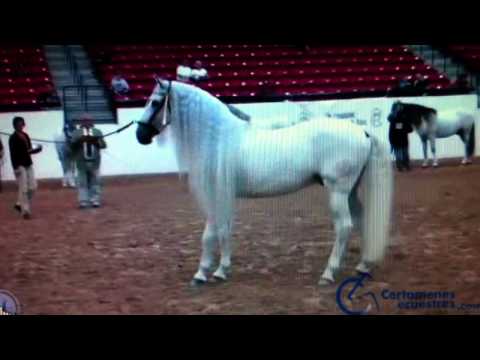 Youtube: Stallion # 303 - TON of Mane.  Located in CA. WWW.PRE-IMPORTS.COM