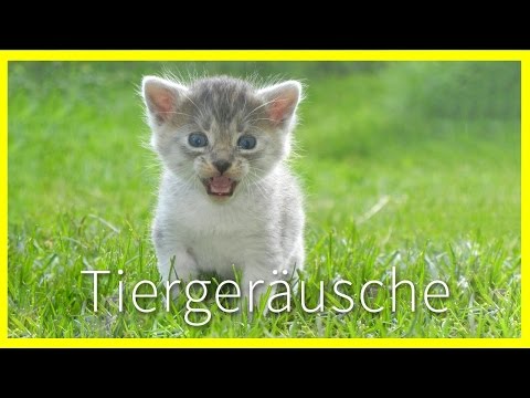Youtube: Tiergeräusche für Kinder