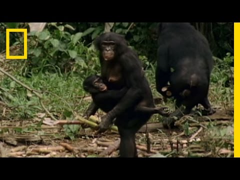 Youtube: Bonobo: the Female Alpha | National Geographic