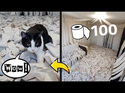 Youtube: We Made a Room of Toilet Paper. The Cat Has Gone Mad!