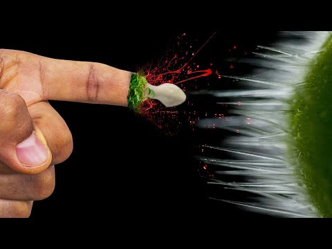 Youtube: Was Passiert, Wenn Du Die Schmerzhafteste Pflanze Der Welt Berührst?