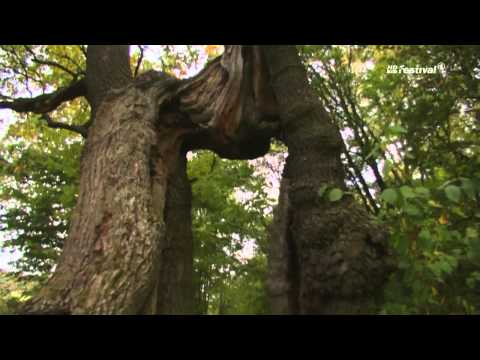 Youtube: Teja - Alter Baum