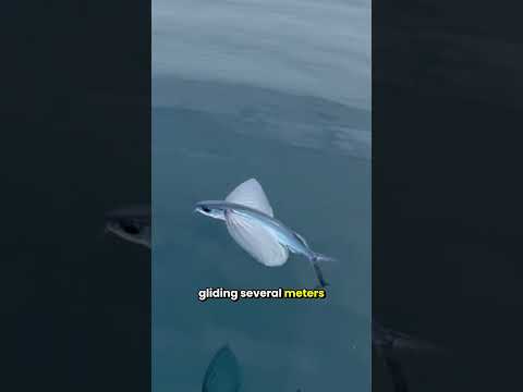 Youtube: Können Fische wirklich fliegen? Lernen Sie den erstaunlichen fliegenden Fisch kennen!