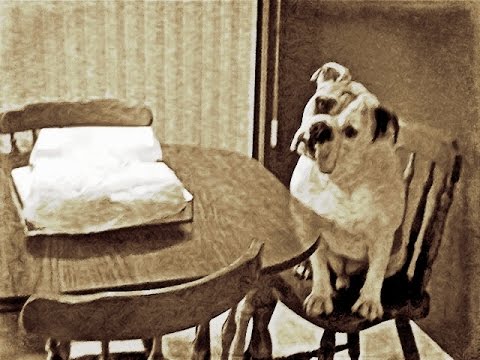 Youtube: Dog trying to steal pizza!