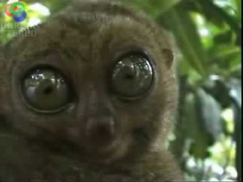 Youtube: lemur macht grosse augen