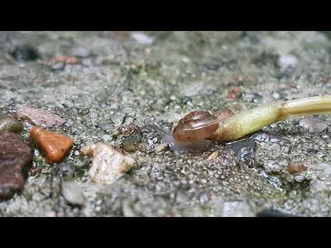 Youtube: gemeine Haarschnecke  (Trochulus hispidus) Jungtier