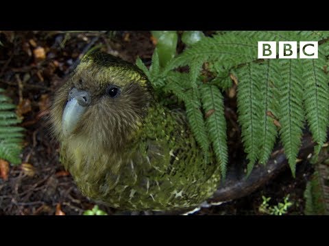 Youtube: The cute and clumsy flightless parrot | Natural World: Nature's Misfits - BBC