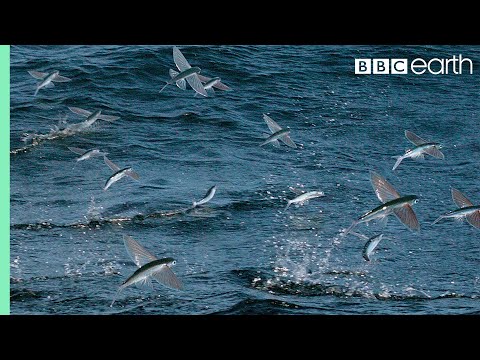 Youtube: Flying Fish Picked Off From Above And Below | The Hunt | BBC Earth