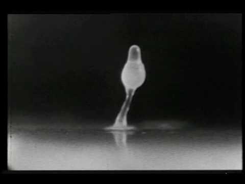 Youtube: John Bonner's slime mold movies