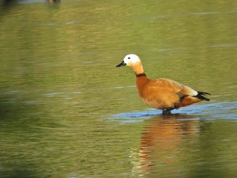 Youtube: Rostgans (Tadorna ferruginea) - Ruddy shelduck