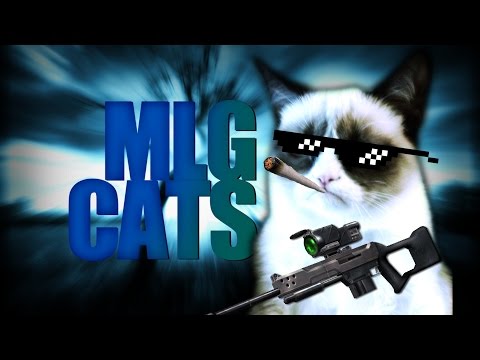 Youtube: MLG Cats