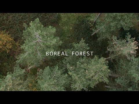 Youtube: Mammal Hands - Boreal Forest (Official Video) [Gondwana Records]
