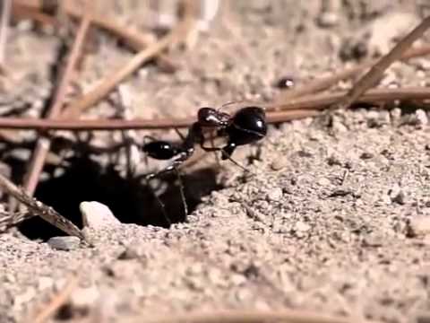 Youtube: Parasitoid wasp (Kollasmosoma sentum) ovipositing in ants (Cataglyphis ibericus)