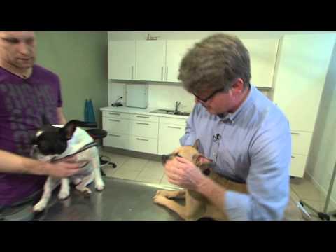 Youtube: Französische Bulldogge - Tierarzt Hamburg » Dr. med. vet. Fabian von Manteuffel