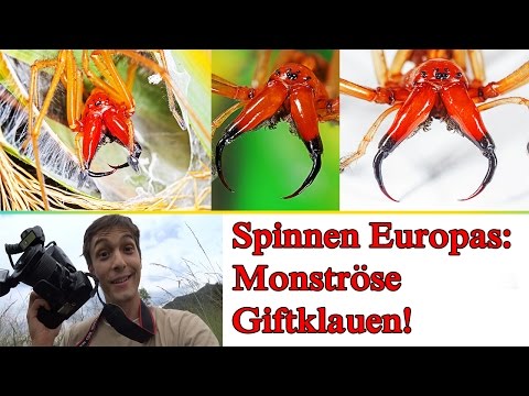 Youtube: Dornfingerspinne