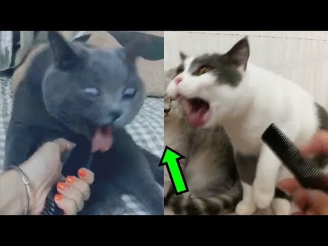 Youtube: The voice of the comb made the cats vomit - Funny Pet Videos Compilation
