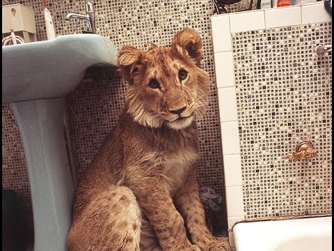 Youtube: Christian the Lion: Original Viral Video