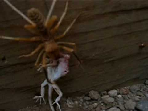 Youtube: kamelspinne afghanistan