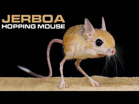 Youtube: JERBOA - Hopping Desert Rodent, Cute But Deadly!!