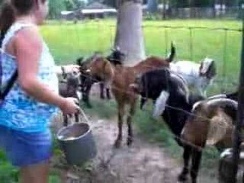 Youtube: Jerry Lewis Goat