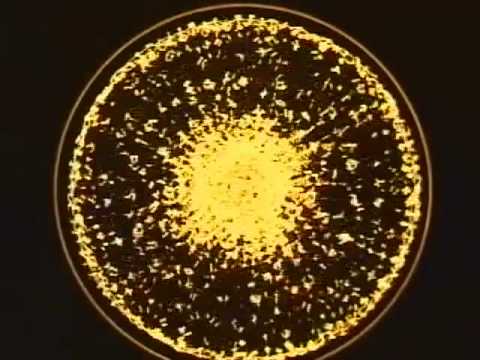 Youtube: Hidden World: Cymatics