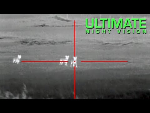 Youtube: Coyote Hunting with Thermal - 13 Coyotes Down with the ATN ThOR Thermal Scope