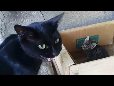 Youtube: Mutter Katze sprechen mit Kätzchen