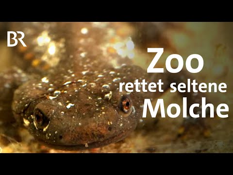Youtube: Amphibienzucht: Zoo rettet Vietnamesischen Krokodilsmolch | Gut zu wissen | BR