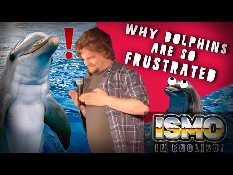 Youtube: ISMO | Why Dolphins Are So Frustrated