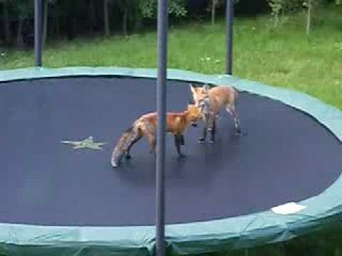 Youtube: Foxes Jumping on my Trampoline
