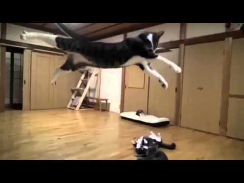 Youtube: Dog vs Cat Fight Very Funny
