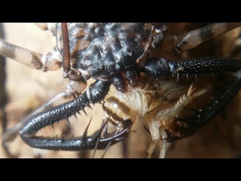 Youtube: Damon diadema feeding video, macro footage